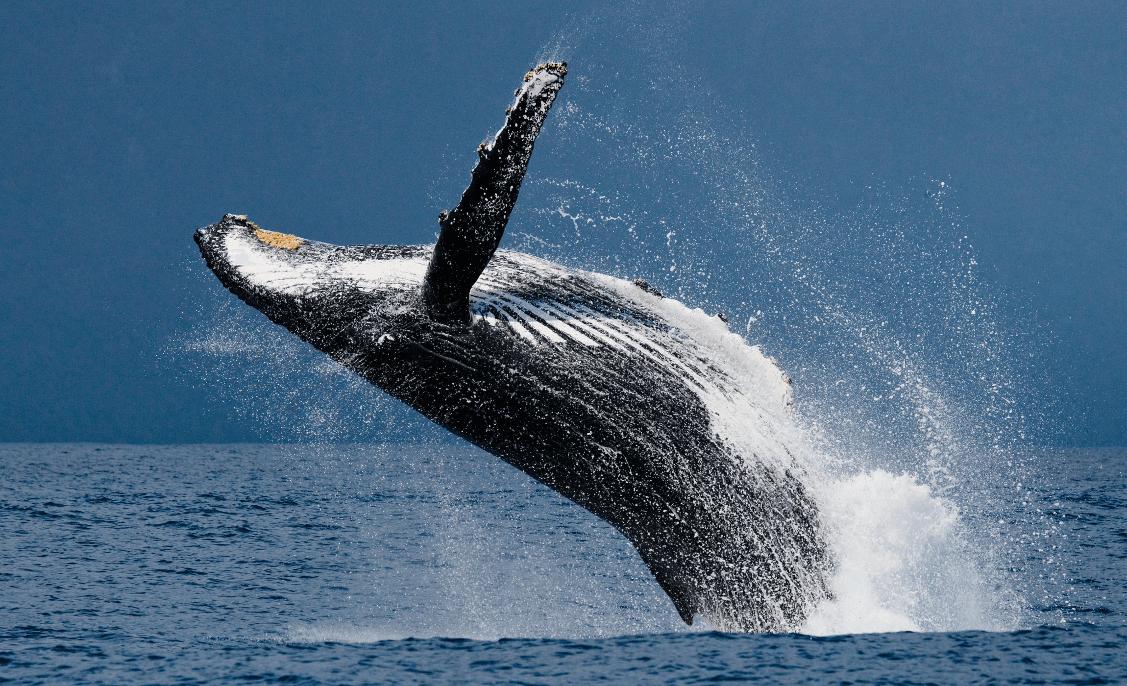 Whale