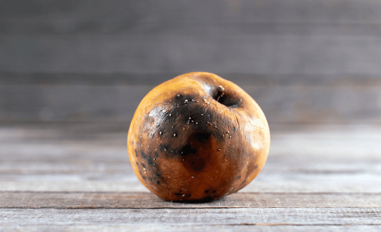 Bad and rotten apple. Ugly trendy bad apple on wooden background by Qwart
