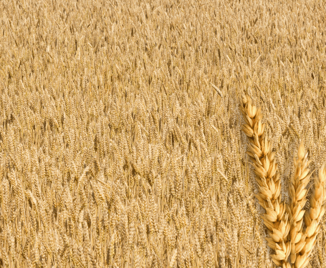 Monorepo vs Polirepo