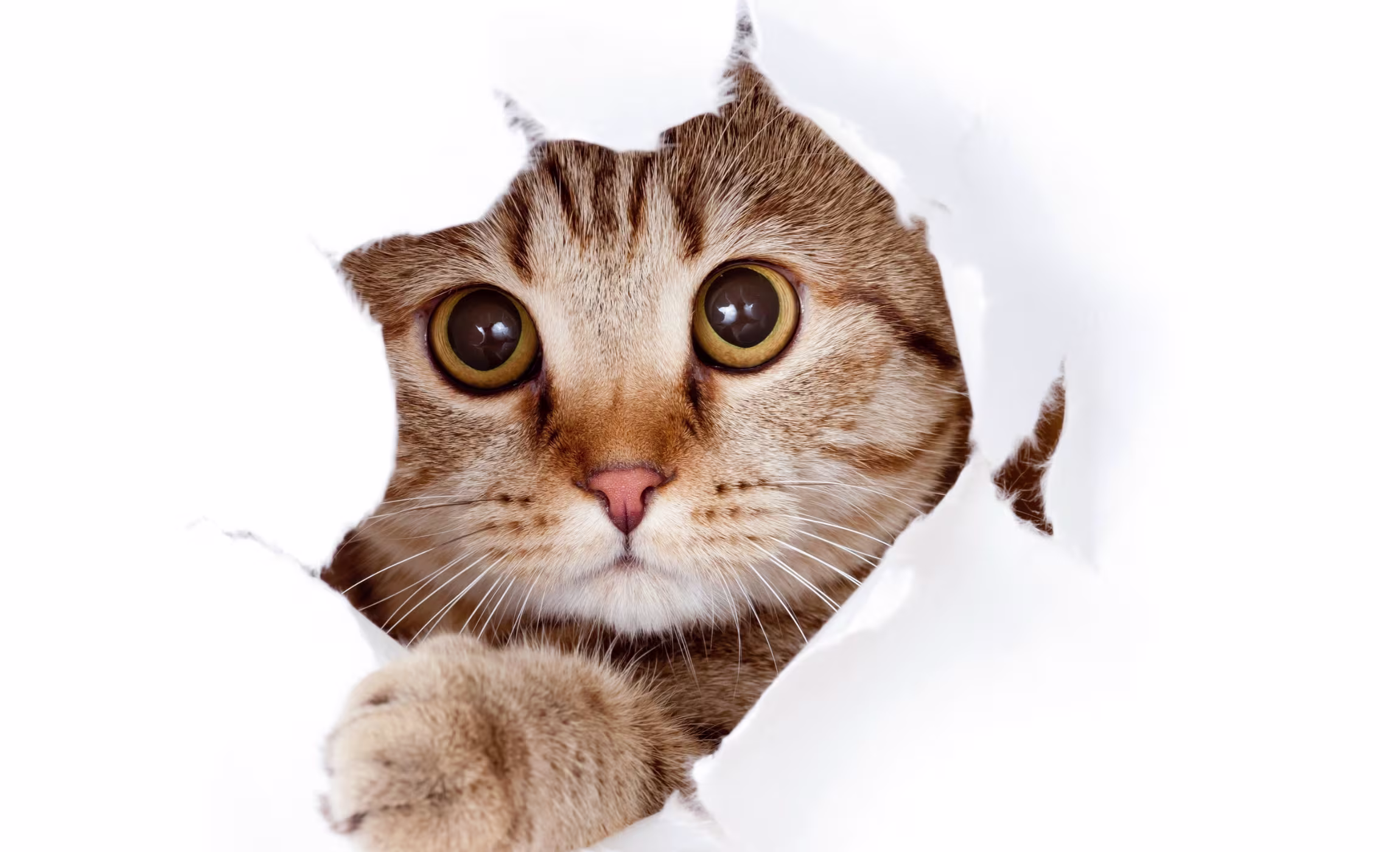 Czy precommit hook to zło? PAGES.POST.COVER_THUMBNAIL.BY_WHOM undefined